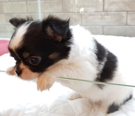 늙고 주인도 몰라보는 애들보다는 작고 귀여운 새끼강아 귀엽지 | 인스티즈