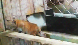 가출했다가 잡힌 아기 스라소니.gif | 인스티즈