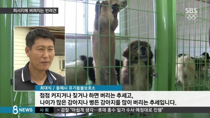 반려견이 죽을때까지 데리고 사는 비율 | 인스티즈