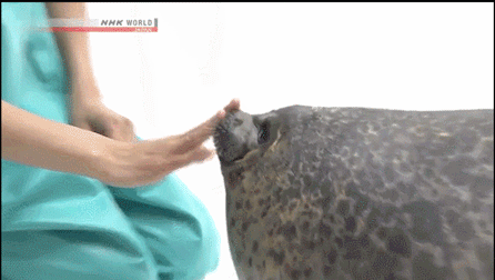목 들어가는 물범 | 인스티즈