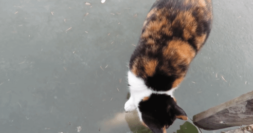 유튜버가 잉어를 잡지 못하자 격하게 항의하는 삼색이(haha ha님네 고양이들).gif | 인스티즈