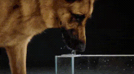 개가 물 마시는 법.gif | 인스티즈