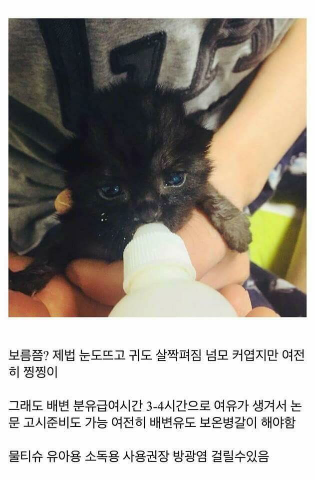 고양이를 만드는 디씨인.jpg | 인스티즈