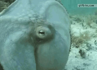 문어 위장술.gif | 인스티즈