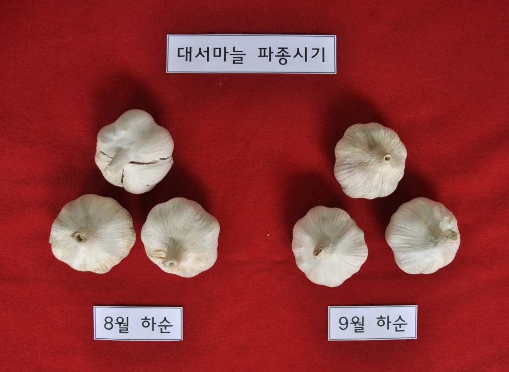 대서 이미지