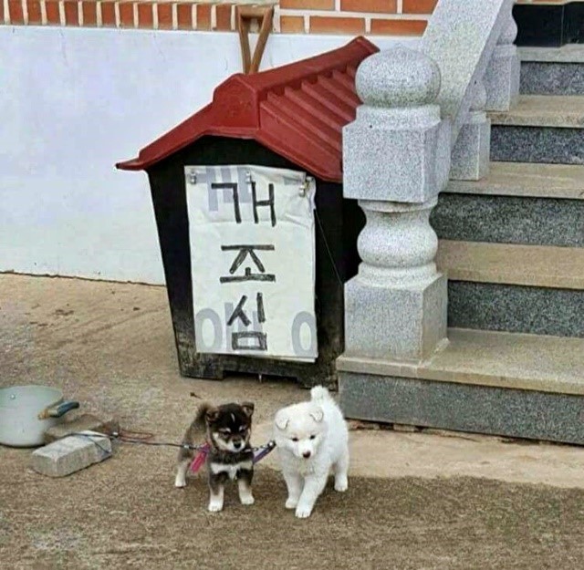 개조심 | 인스티즈