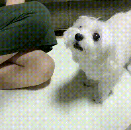 눈치빠른 댕댕이 | 인스티즈