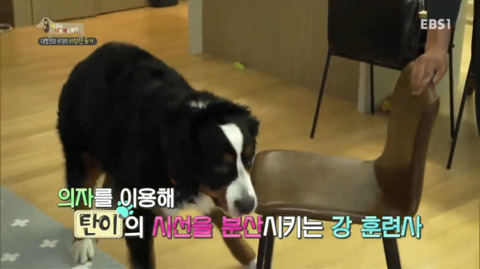 지리는 강아지 강씨 강형욱 훈련사님의 위엄 | 인스티즈