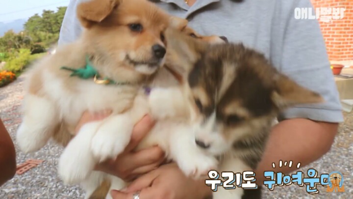심장주의 모래찜질하다 빠진 댕댕이 끝순이 | 인스티즈