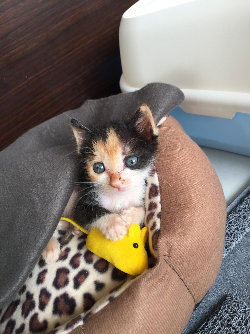 몸이아파 어미에게 버려졌던 새끼 고양이 구조 | 인스티즈