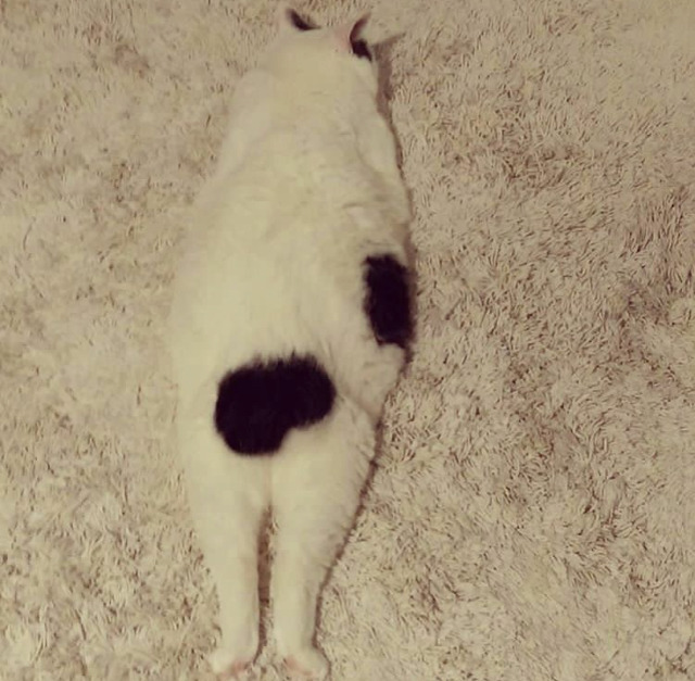 궁디가 까만 고양이 | 인스티즈