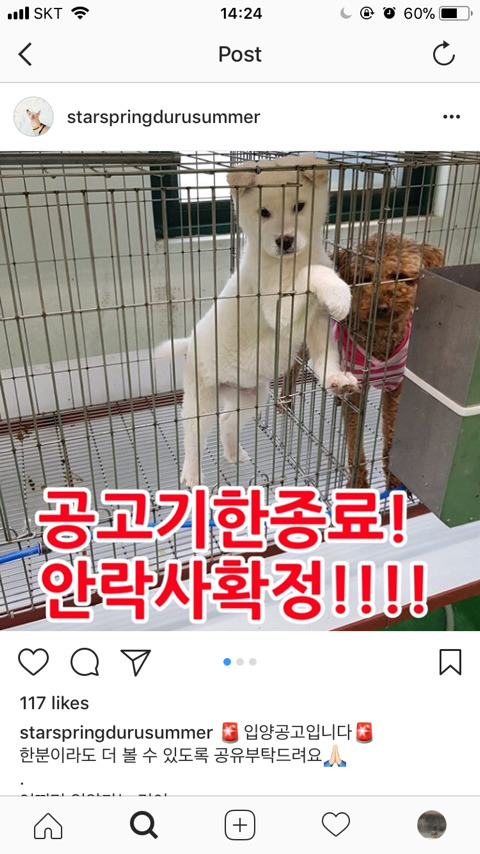 안락사 확정된 아이들 한번씩 보고가주라ㅠㅠ | 인스티즈