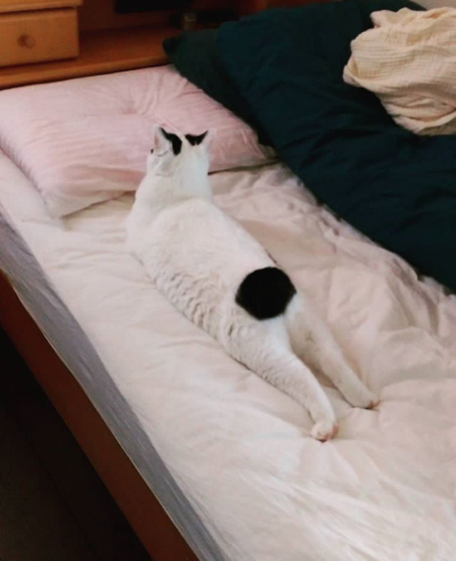 궁디가 까만 고양이 | 인스티즈