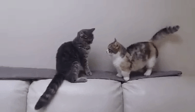다리가 짧아서 서러움.gif | 인스티즈