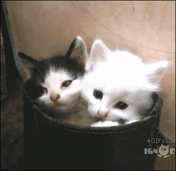 고양이 액체설의 증거들.gif | 인스티즈