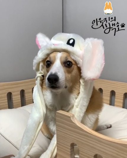 인싸템이 싫은 백호.jpgif | 인스티즈