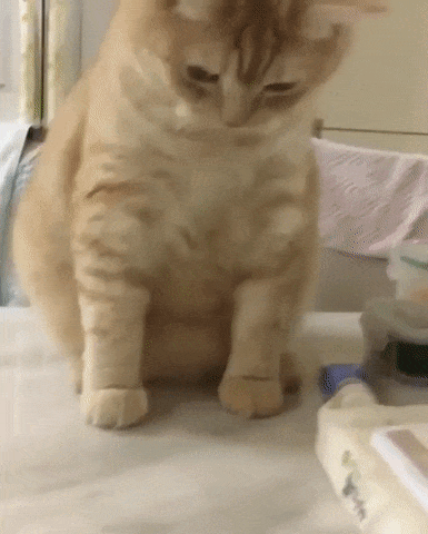 냥이의 반응속도.gif | 인스티즈