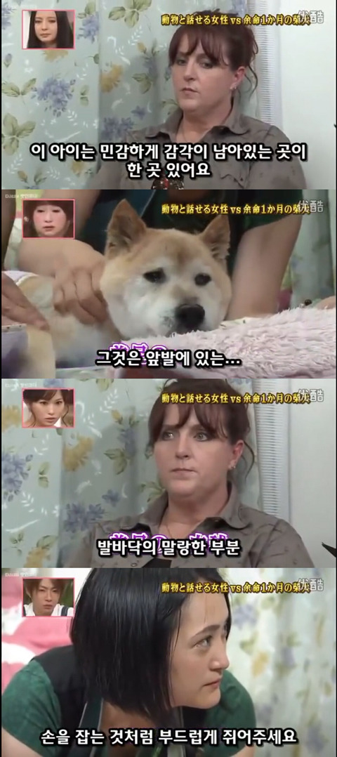 사고로 하반신 마비가되자 주인에게 비참하게 버림받은 시바견 사연 (애니멀 커뮤니케이터 하이디) | 인스티즈