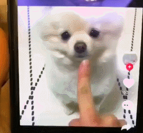 강아지의 애교 차이.gif | 인스티즈