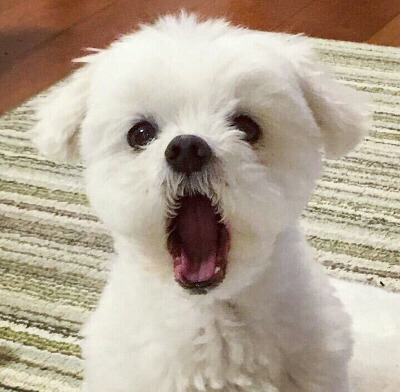 마!! 인간아!! 산책나가야지!! 니 서마터폰 중독이다!! | 인스티즈