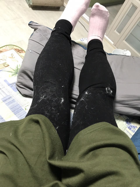 반려동물을 기른다는 것에 대한 현실(feat.매쫑)+댓글에도 여시들이 예시많이 올려주는중...! | 인스티즈