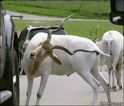 사슴 뿔 함부로 만지면 안되는 이유.gif | 인스티즈