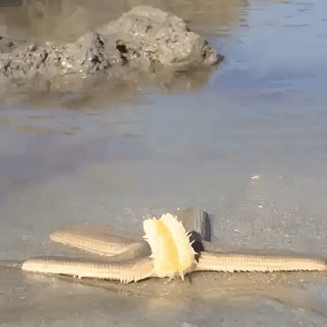 불가사리 걷는 짤.gif (혐오주의) | 인스티즈