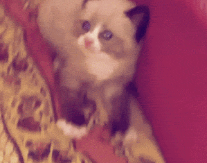 왜그러세요....gif | 인스티즈