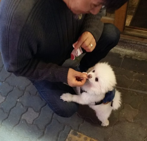 고깃집 지나가다 고기 얻어먹는 댕댕이 8ㅅ8 | 인스티즈