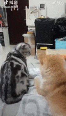 니가 그랬잖아 ㅅㅂ.gif | 인스티즈