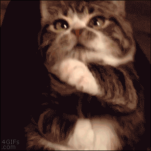 전생에 인간이었던 고양이들.gif | 인스티즈