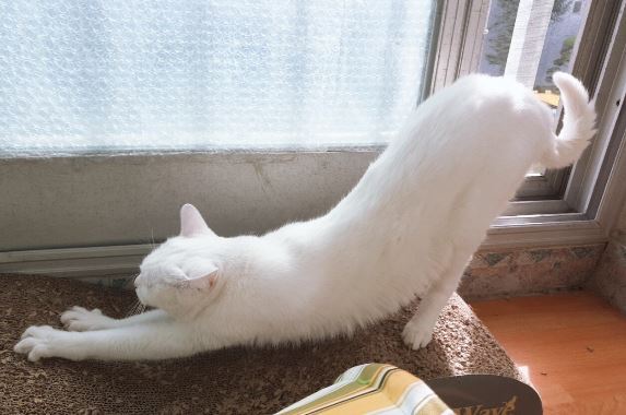 고양이 자세 jpg | 인스티즈