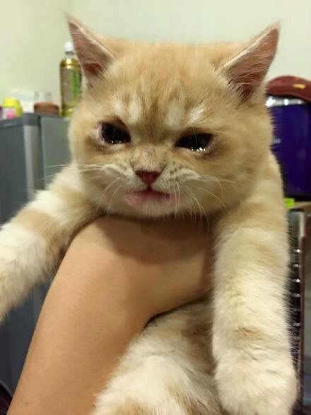 약 먹어서 우는 고양이 | 인스티즈