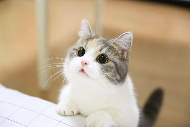 냥냥이 짱덕 배틀 : 당신의 취향은? | 인스티즈