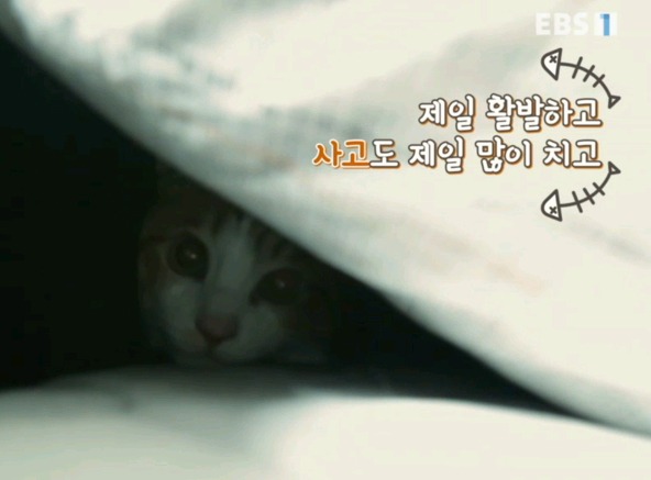 [고양이를부탁해] 세나개 강아지들과 고양이의 차이.jpg | 인스티즈