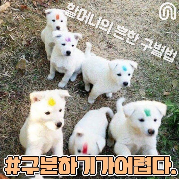 시골강아지들의 특징점.jpg | 인스티즈
