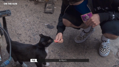 망원동 고양이 밥을 책임지고 있는 아이돌 | 인스티즈