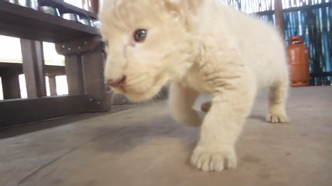 위엄 넘치는 맹수들 사진 ㄷ ㄷ ㄷ | 인스티즈