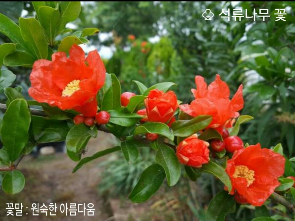 석류나무 이미지
