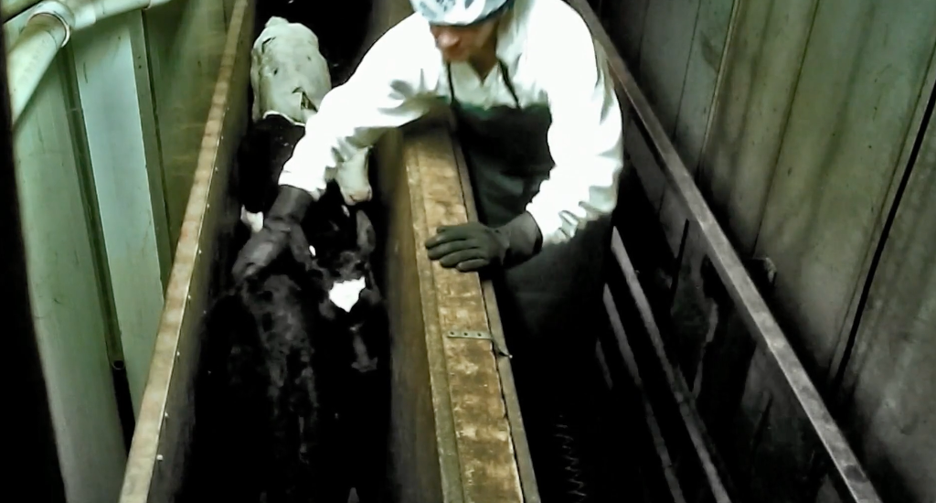 우유의 진실 - 강간으로 얻어지는 우유 (혐오주의) | 인스티즈