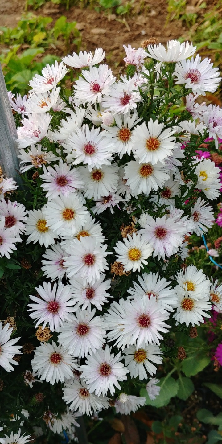 청림화분 이미지