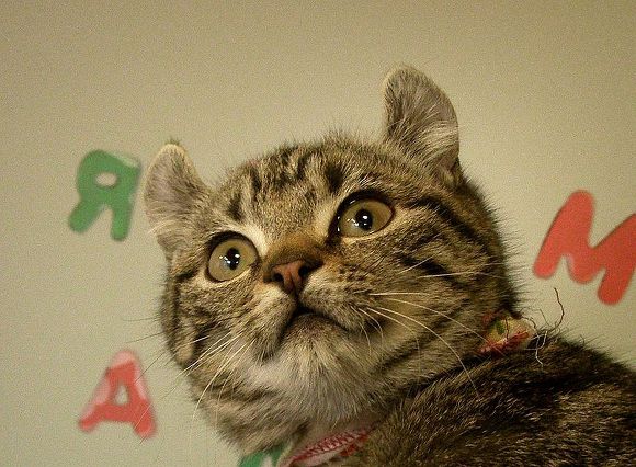 내가 진짜루 태어나서 처음 들어보는 고양이...jpg | 인스티즈