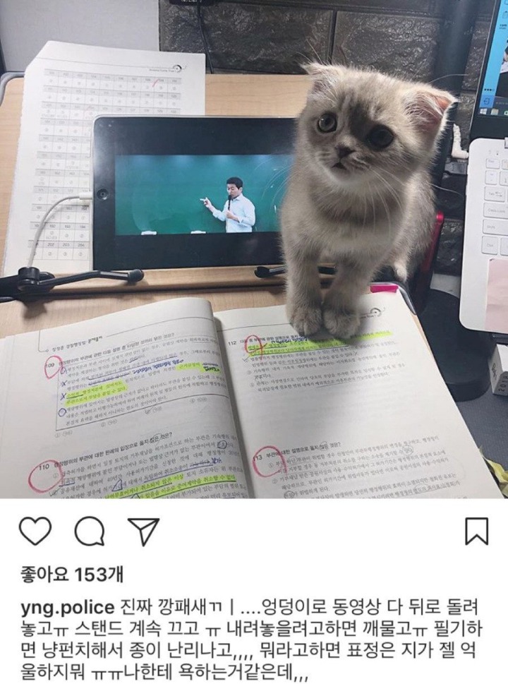 공시생 공부 방해하는 못된 고양이...jpg | 인스티즈