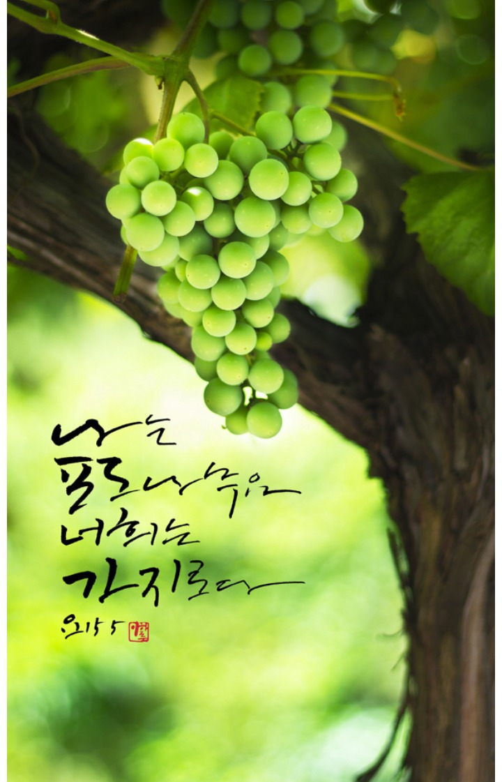 포도나무 이미지