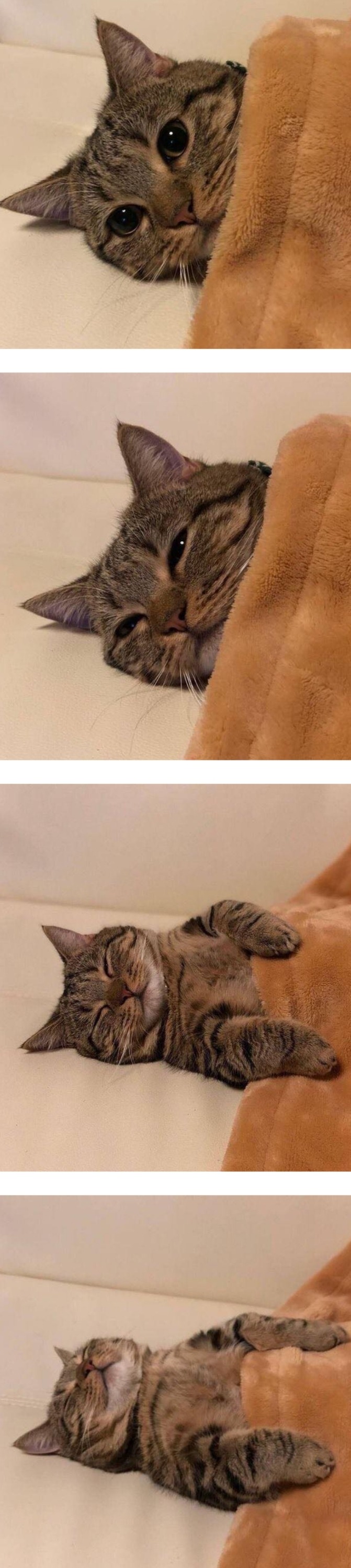 이불 덮고 자는 냥이 | 인스티즈
