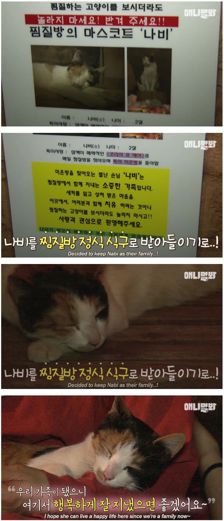  찜질방 고양이 | 인스티즈