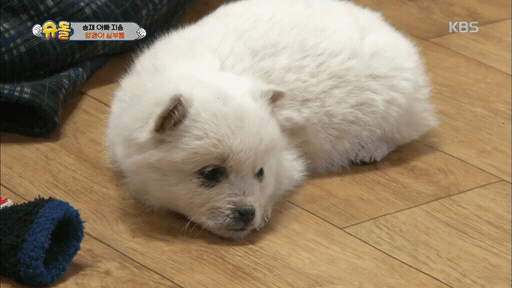어제 슈돌에 나온 3개월된 강아지.gif | 인스티즈