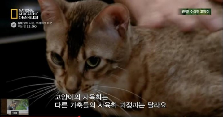 고양이가 사람과 살게 된 이유.jpg | 인스티즈