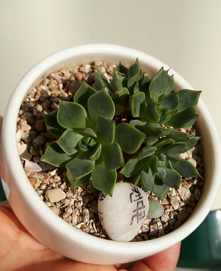 다육 이미지