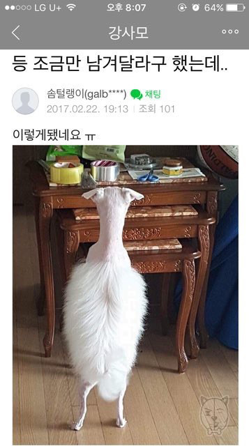 강아지 미용 참사 | 인스티즈